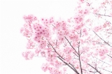 「ヨコハマヒザクラ(横浜緋桜)」のサムネイル画像