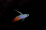「ハタタテハゼ(Red fire Goby)」のサムネイル画像