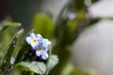 「ワスレナグサ(forget me not,わすれな草)」のサムネイル画像