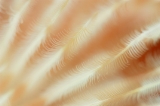 「イバラカンザシ(Christmas tree worm)」のサムネイル画像