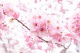 「ヨコハマヒザクラ(横浜緋桜)」のサムネイル画像