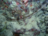 「オオイカリナマコ(Synaptid sea cucumbers)」のサムネイル画像