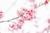 「ヨコハマヒザクラ(横浜緋桜)」のサムネイル画像