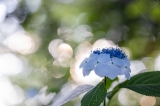 「ガクアジサイ(額紫陽花)」のサムネイル画像