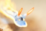 「アオウミウシ」のサムネイル画像