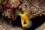 「ハナヒゲウツボ(blue ribbon eel)」のサムネイル画像