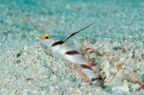 「ヒレナガネジリンボウ」のサムネイル画像