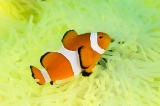 「カクレクマノミ(Western Clown Anemonefish)」のサムネイル画像