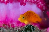 「オキゴンベ(yellow hawkfish)」のサムネイル画像