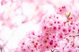 「ヨウコウザクラ(陽光桜)」のサムネイル画像