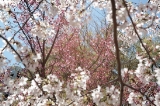 「ヨウコウザクラ(陽光桜)」のサムネイル画像