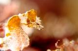 「ジャパニーズピグミーシーホース(japanese pygmy seahorse)」のサムネイル画像